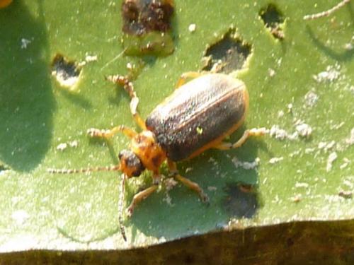 Réf. 228 770 : Galerucella nymphaeae